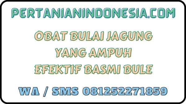 Obat Bulai Jagung Yang Ampuh Efektif Basmi Bule